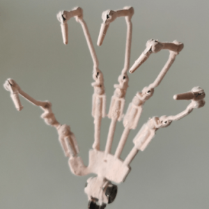 Finger Skeleton Upgrade [+$100.00]